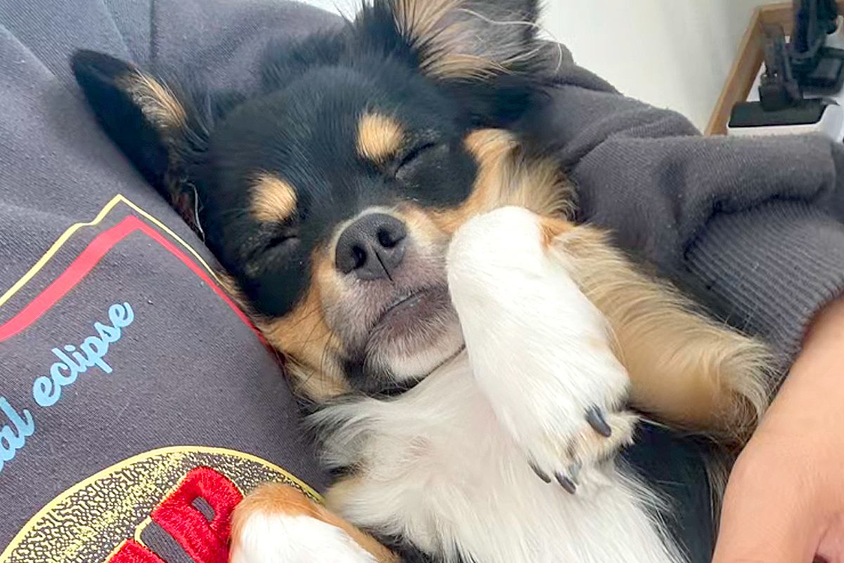 犬があまりにもご飯を食べないので、心配で病院に連れて行ったら…予想外だった『まさかの診断結果』に反響「すごい診断名ｗｗ」「あるある」