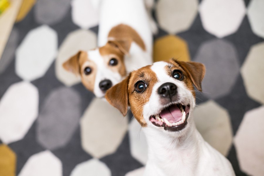 犬との生活で幸せを感じること３選