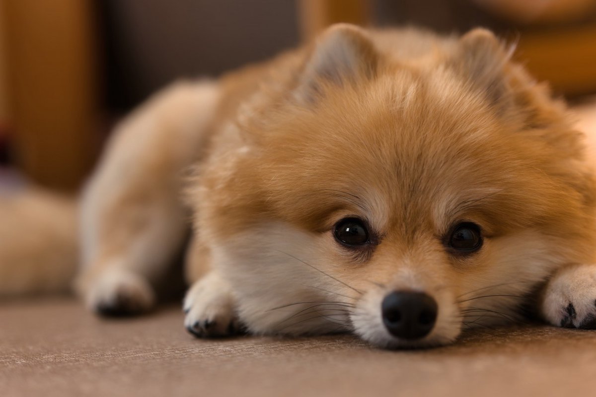 犬が『悲しい』ときにみせる仕草や行動4選　愛犬がしんどいと感じる理由や必要なサポートまで