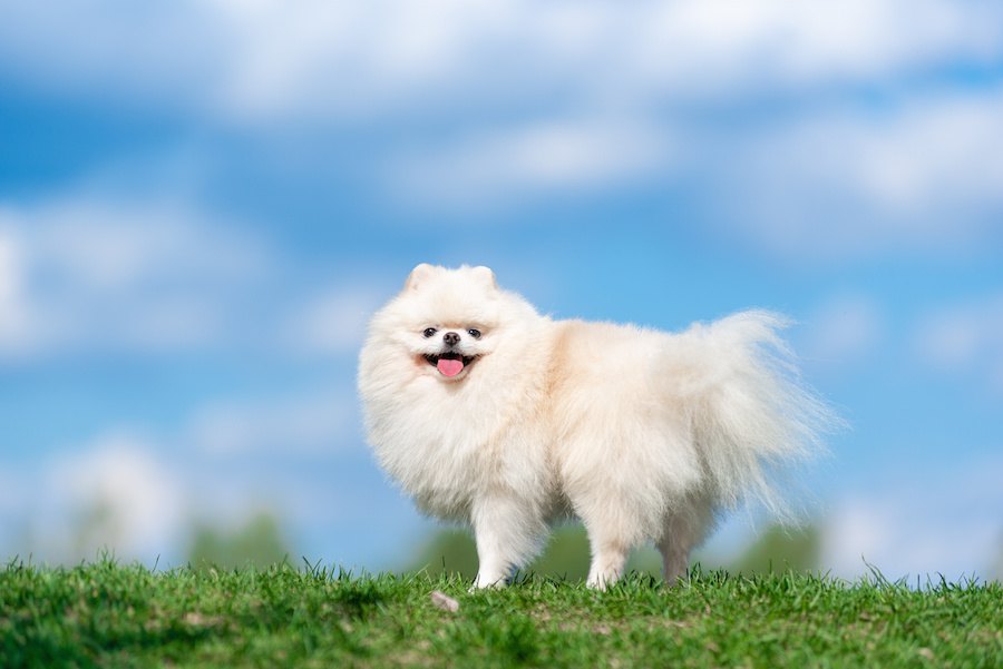 犬はどうして毛が生えてるの？どんな役割がある？