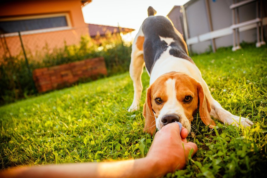 しつけが難しい犬の特徴４つ