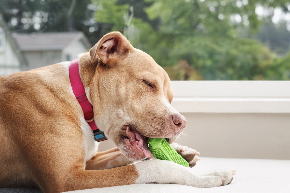 愛犬の「噛みたい欲」を満たそう！おすすめしたいおもちゃのタイプと、与えるときに気をつけるポイント