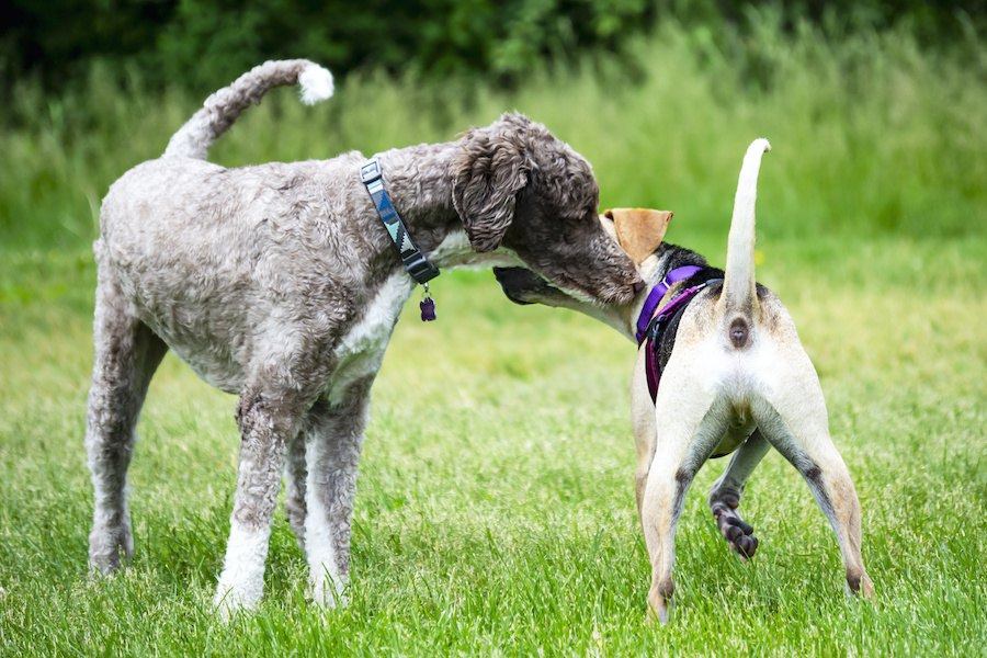 犬がしている『挨拶』４パターンとその意味