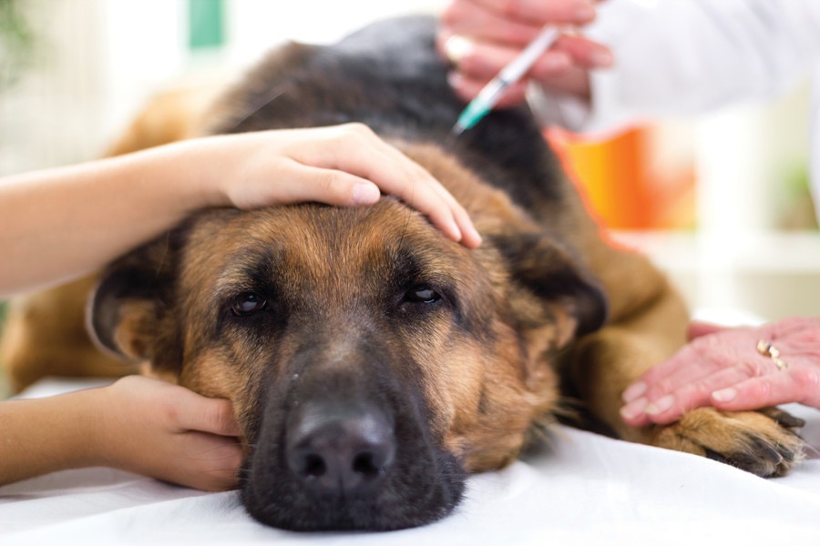 犬のアレルギーを引き起こすもの３つ　メジャーなものから珍しいものまで