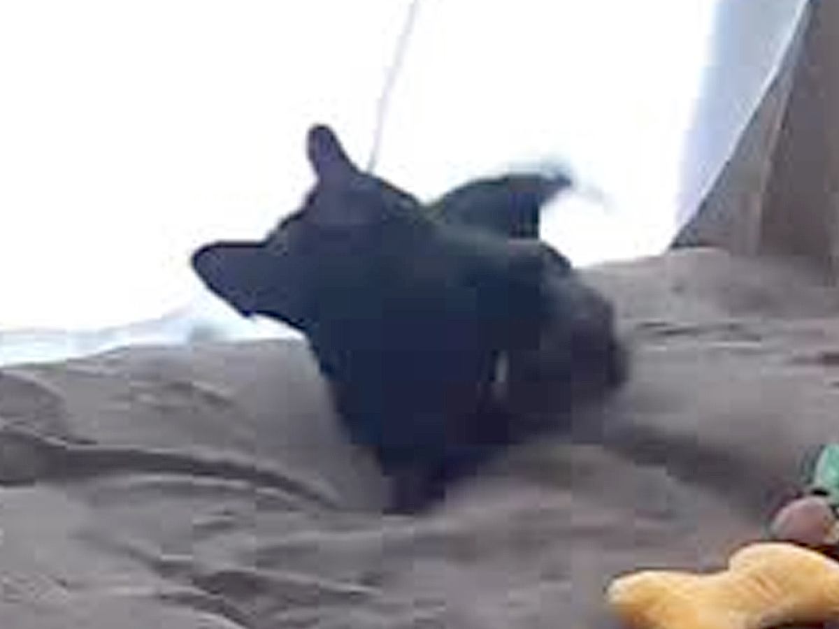 大きな音を出してしまったので『犬は大丈夫だったかな』とカメラを確認した結果…想像以上の反応が21万再生「可愛くて笑う」「驚き続けてるw」