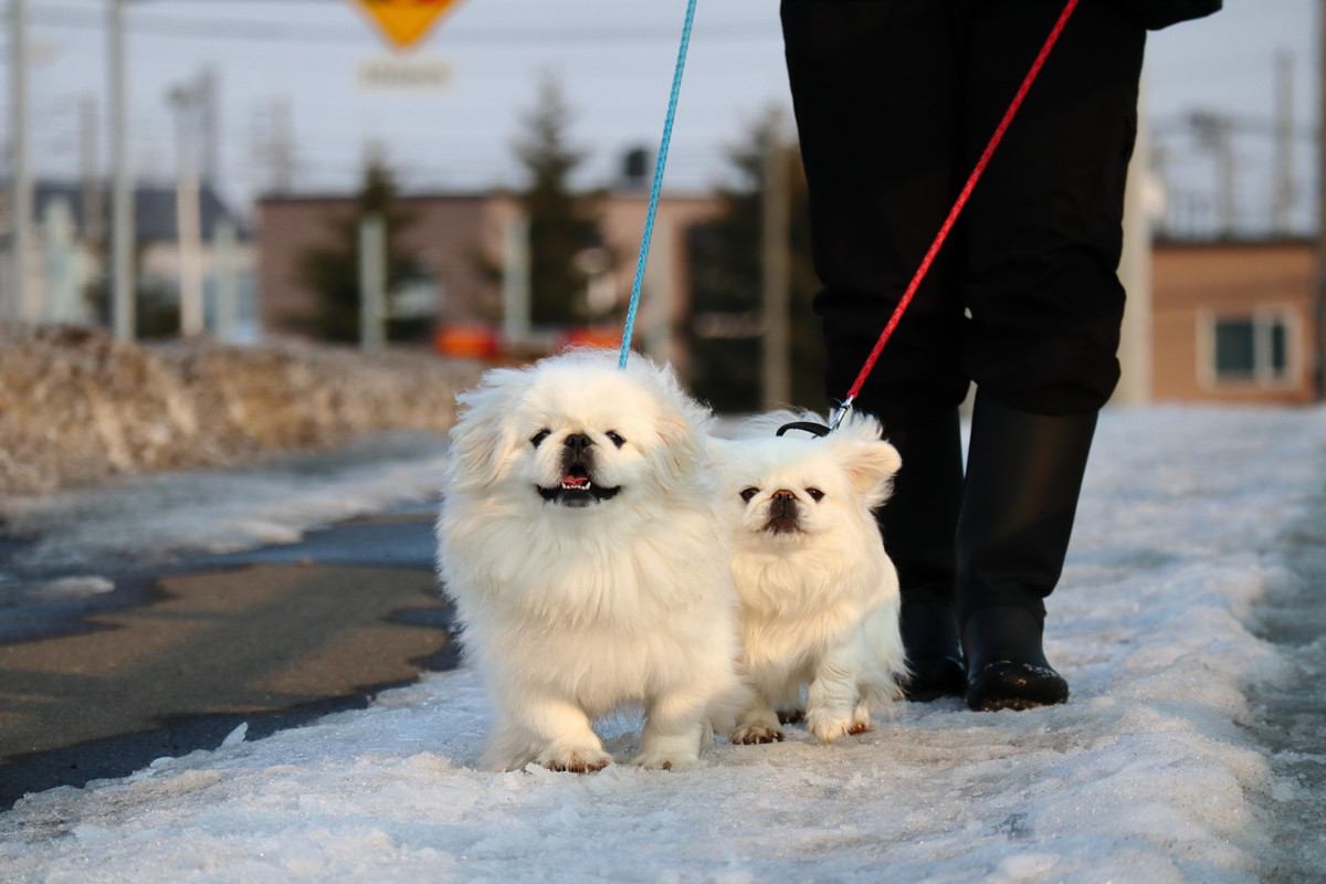 犬が寒さで散歩に行きたがらないときの対処法！外に出なくてもおうちで楽しく遊ぶのでもOK