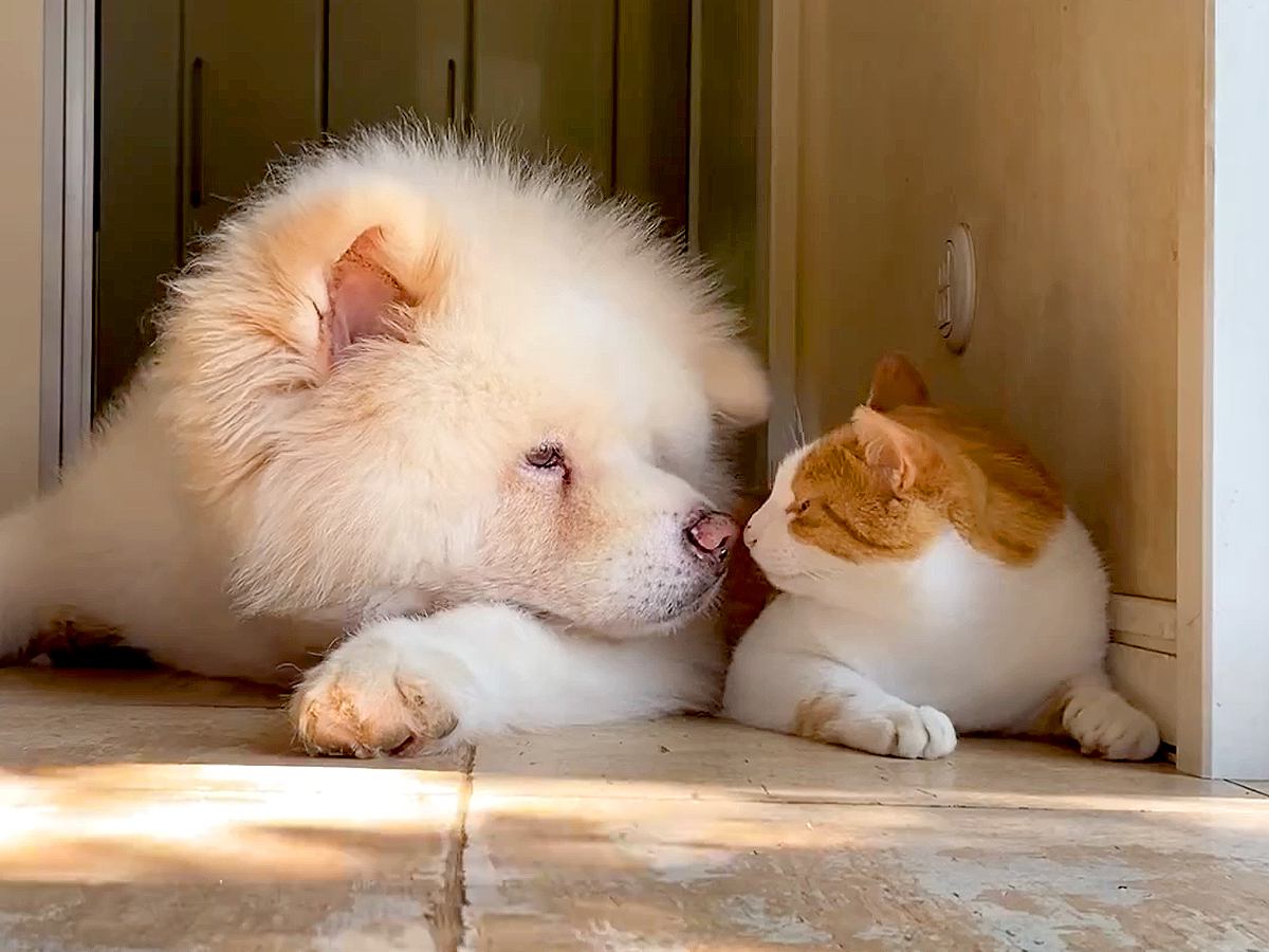 『ただのお昼寝なのに…』仲良くなり過ぎた秋田犬と猫、一緒に眠る光景が尊さを極めていると49万表示「幸せの一言に尽きる」「可愛い」と悶絶