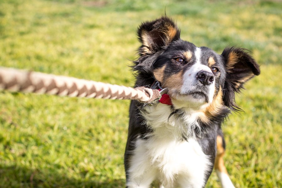 犬の反抗期は何歳くらいから？柴犬などの小型や大型犬で変わる？