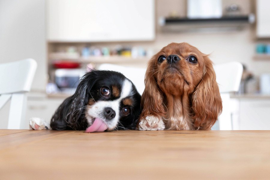 犬がよく見せる『ご飯ちょうだいサイン』５選