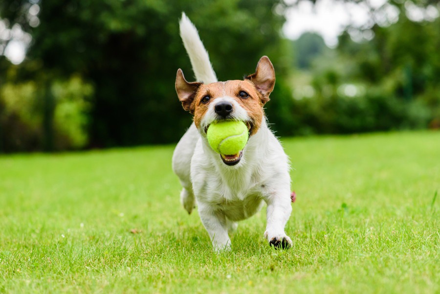 人が大好きな犬は遊んでくれるなら誰でもいいの？