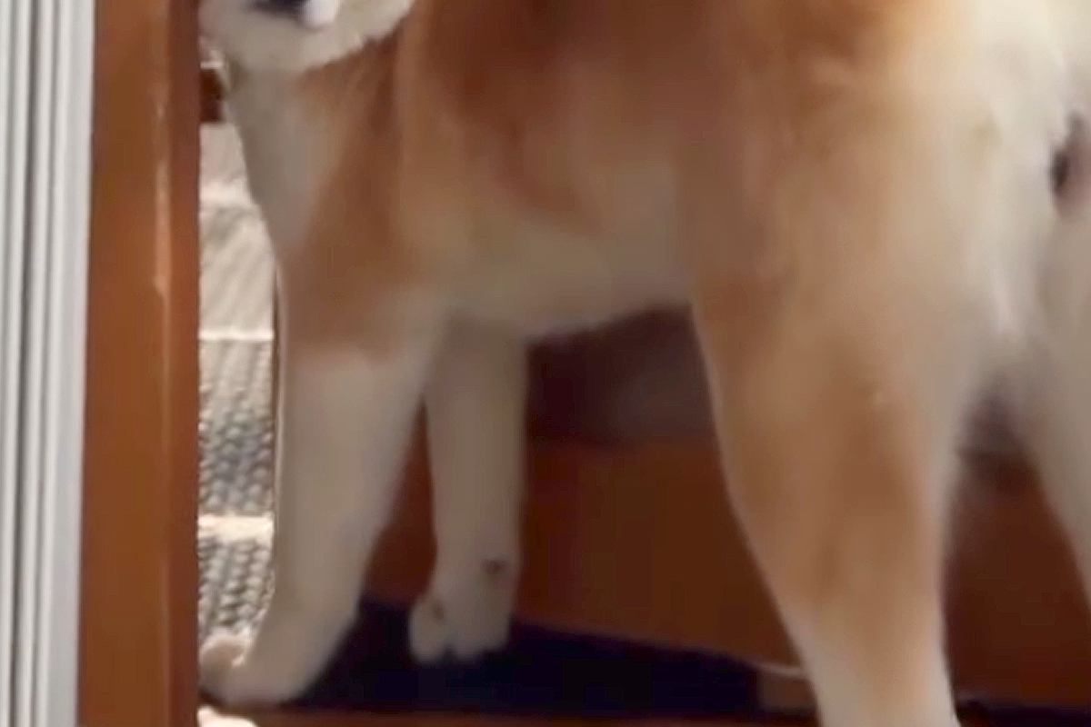 朝ごはんの時間になった秋田犬→ちょうど『飼い主の外出』と被ってしまい…ドアの隙間で見せた『葛藤の表情』が31万再生「困ってて可愛いｗ」