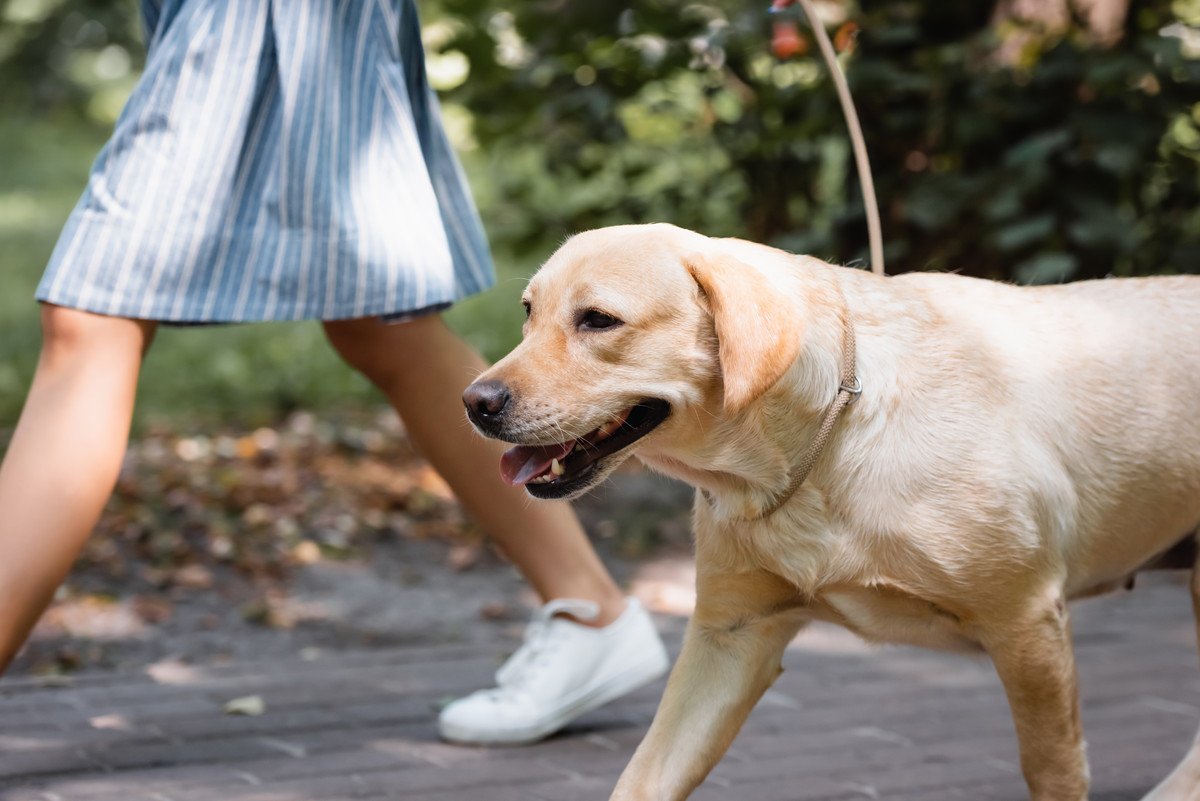 犬の散歩って何分すればいいの？有名犬種ごとの目安や必要な頻度とは？