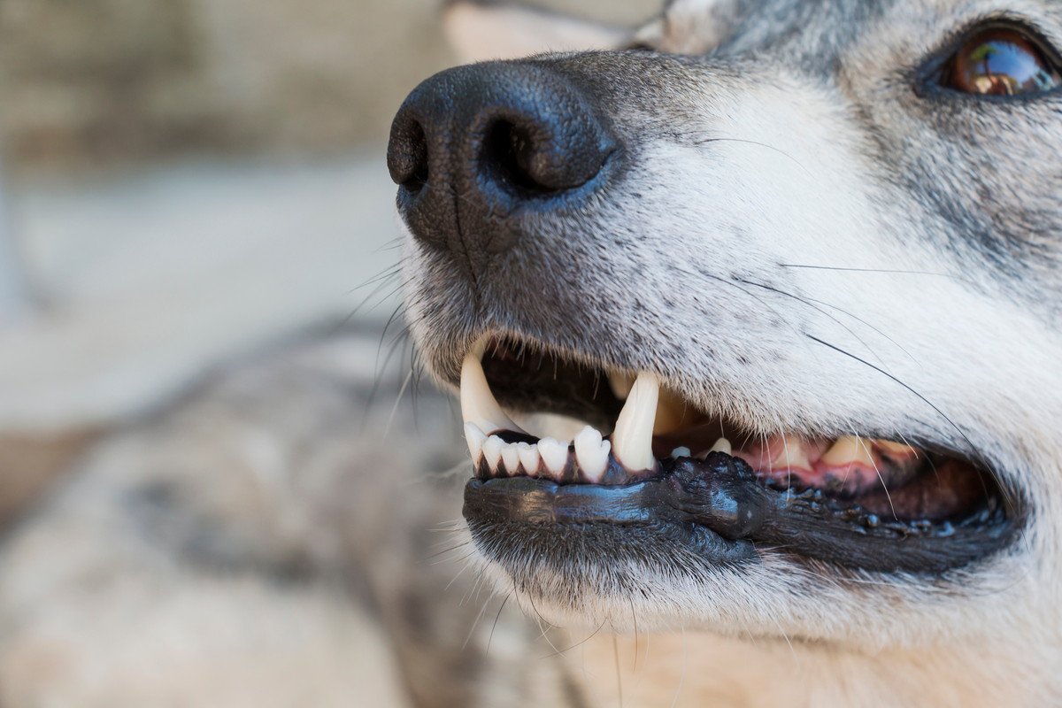 犬が『あごを震わせている』ときの心理3つ　治療が必要な注意すべき症状まで