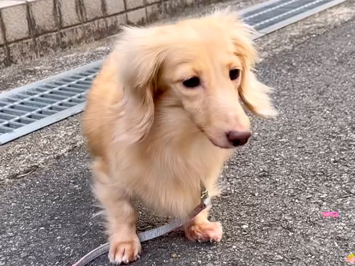 外に怯えてブルブル震えていた『表情のない保護犬』→１年半後…まさかの『別犬に見えるほどの激変ぶり』に「お顔が違う」「応援してる」と反響