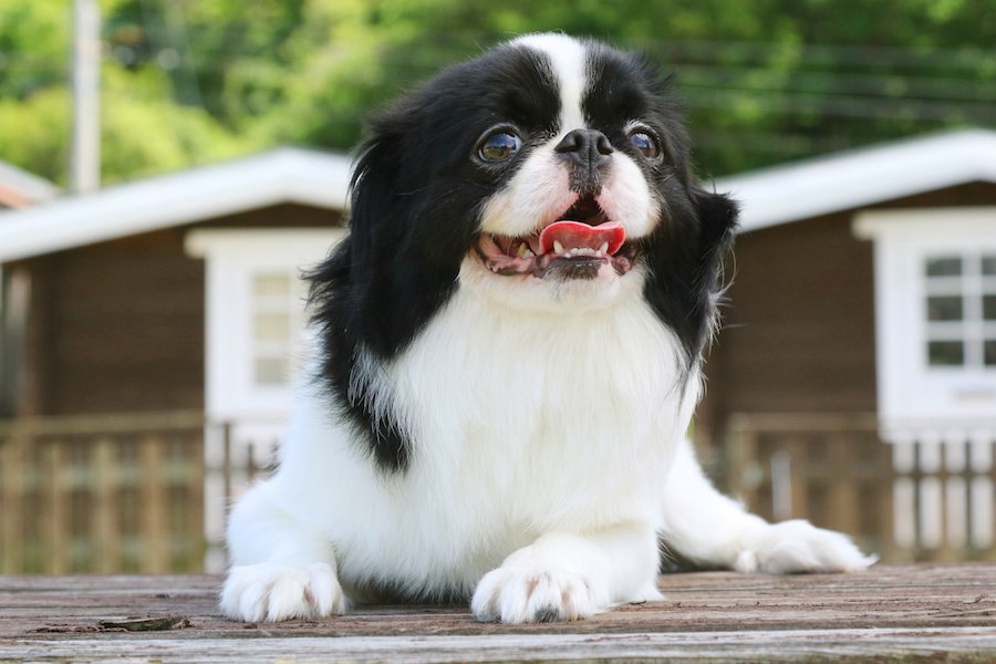 優しい性格を持つ犬種８選