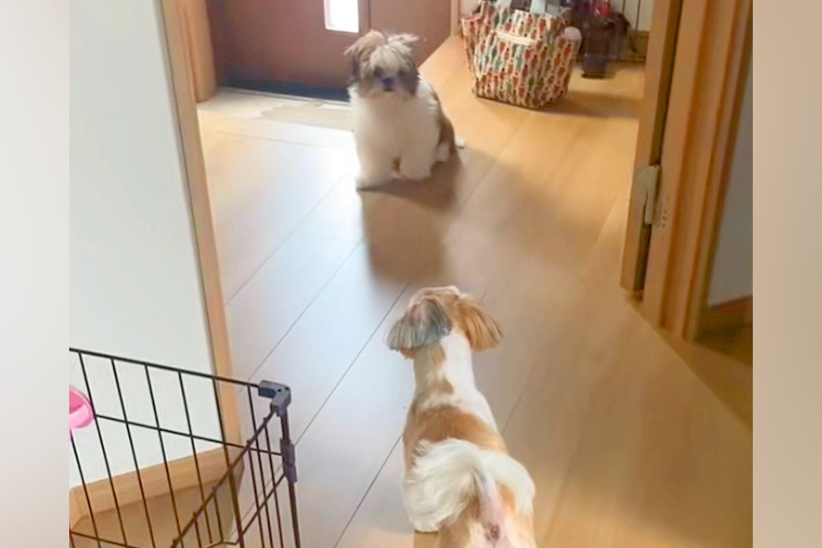 先住犬のトリミングをして家に帰ったら、子犬が『知らないワンコだ』と勘違いをして…『まさかの反応』に「逃げてるのかわいいｗ」と反響
