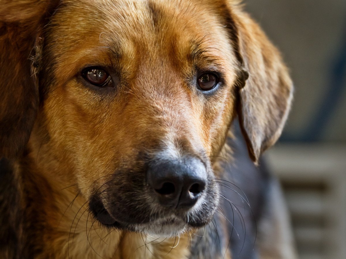 可愛くてもダメ？！実は危険な『犬の可愛い仕草』４選