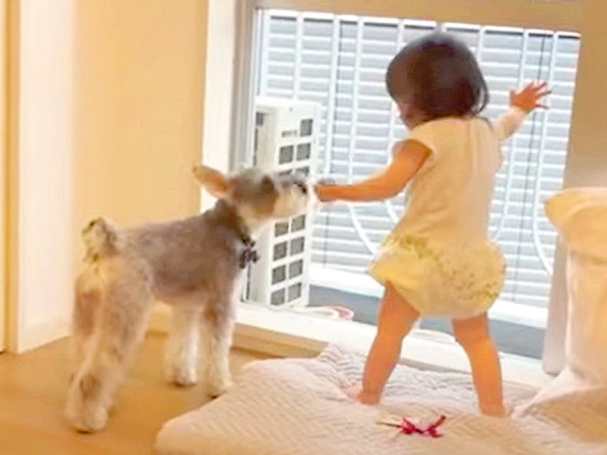 犬が1歳の娘の面倒を見た結果…『小さなベビーシッター』を務める姿が可愛すぎると25万再生「なんて可愛い空間なの」「涙でちゃう」と悶絶