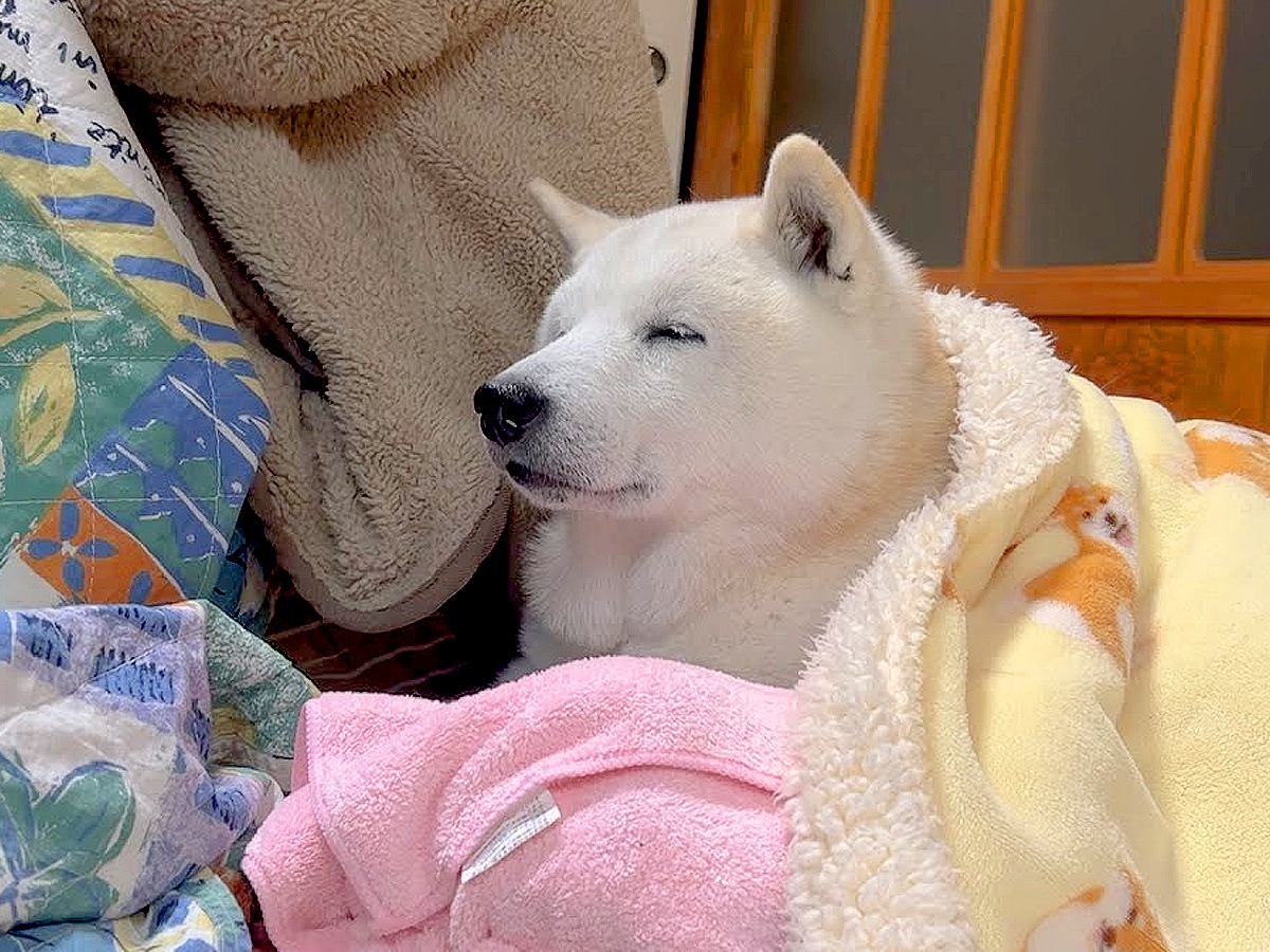 犬が眠気をこらえて家族の帰りを待った結果…かわいすぎる『文句』を言う光景が135万再生「たまらん」「眠そうな顔癒される」