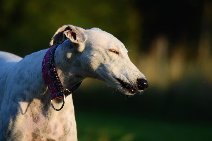 犬の花粉症を和らげる方法６つ