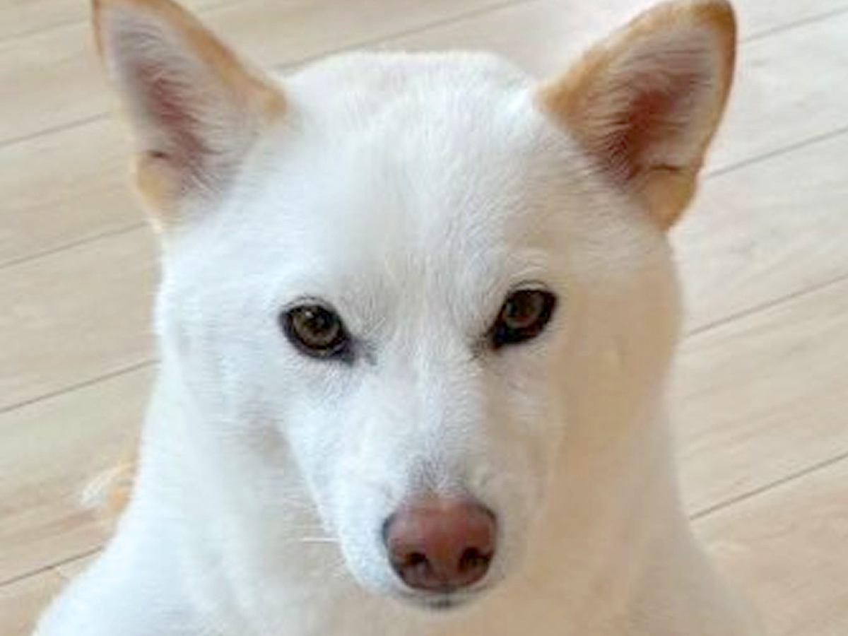 何気なく振り向いたら、犬が後ろで…もはや武士？爆笑必至な『まさかの姿勢』に12万いいね集まる「完璧な構えｗ」「殿、散歩の時間で御座る」