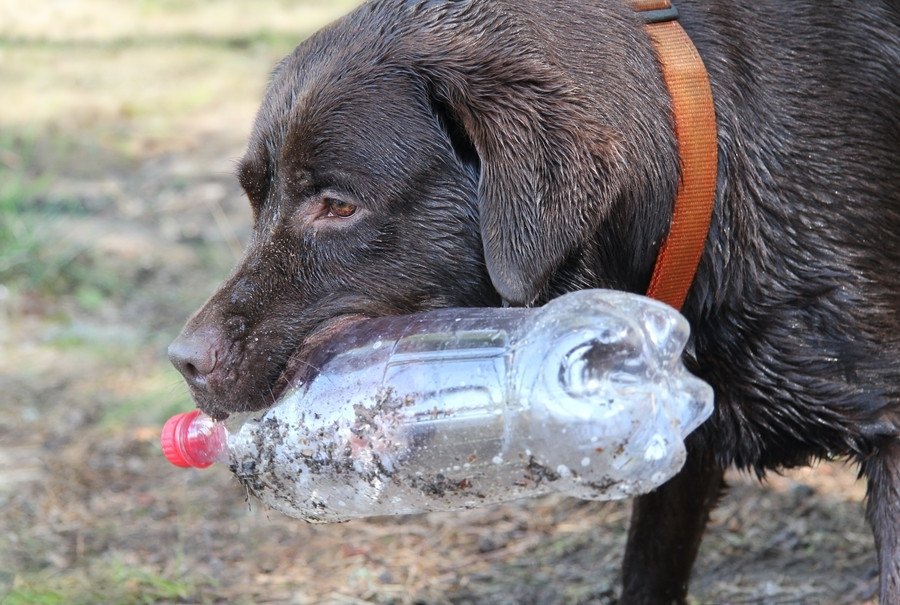 犬の『拾い食い』がNGだと言われる理由３つ！やめさせる方法まで