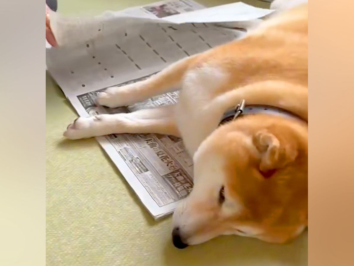 新聞を読むおばあちゃん→犬が邪魔をしていたので『読めないよ』と言った結果…可愛すぎる『気遣い』が99万再生「まだ邪魔で草」「お利口ｗ」