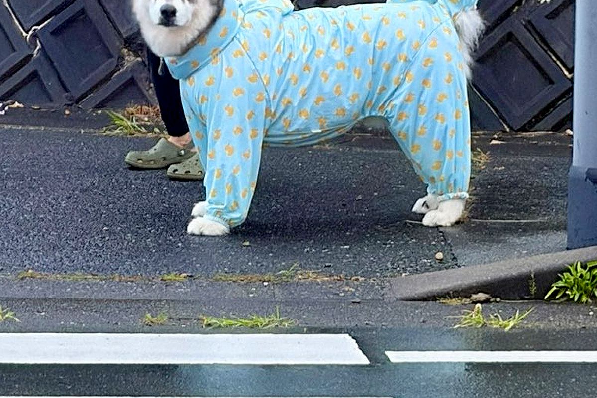 信号待ちで『反対側の超大型犬と目が合った』結果→小さな子供のような『表情の変化』が尊いと28万いいね「露骨で可愛い」「大きい赤ちゃん」
