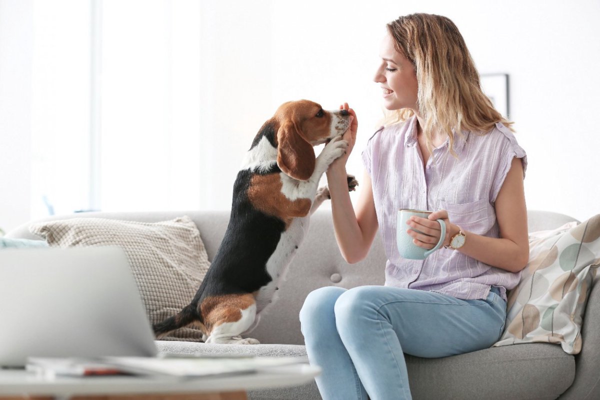 犬が『スキンシップを求めているとき』の３つのサイン　寂しい気持ちにさせないためにできることやNG行為まで