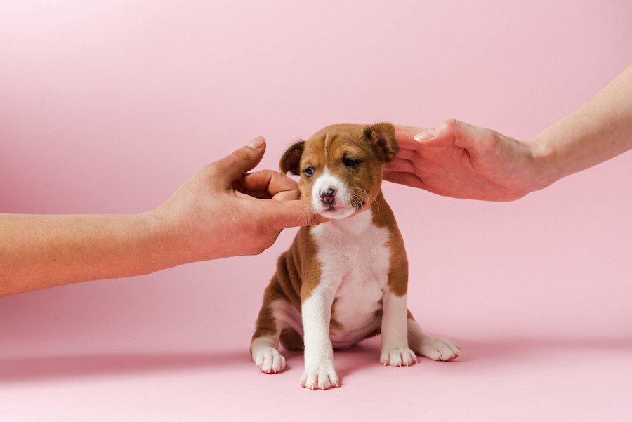 子犬がきたらまず行うこと！しつけやトイレトレーニングの時期について