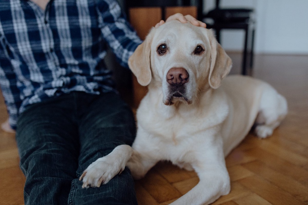 子犬はいつ頃からどのように指さし行動を理解する？【研究結果】