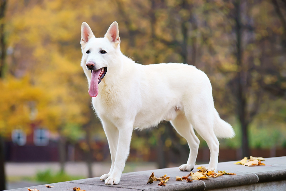 ホワイトスイスシェパードの性格や特徴/値段/飼い方や寿命について