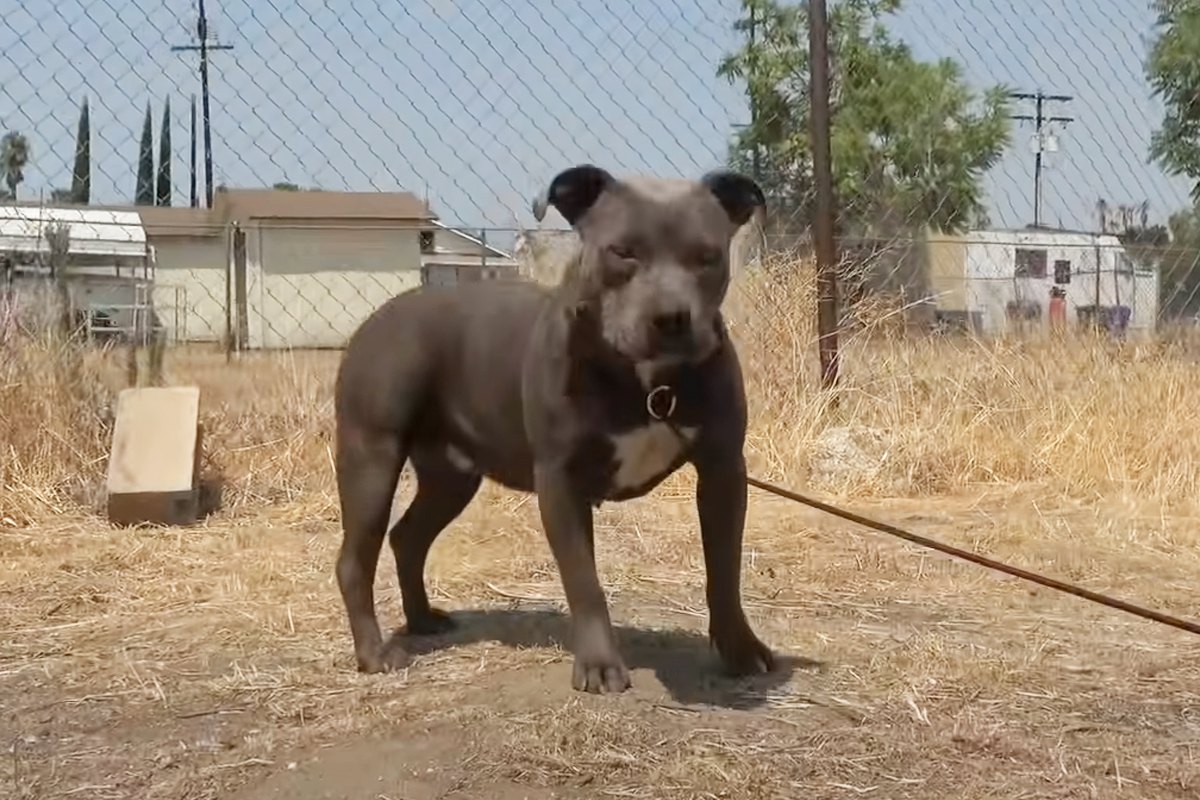 警戒心が強い犬を保護！心を開いたと思ったら実は甘えん坊でした