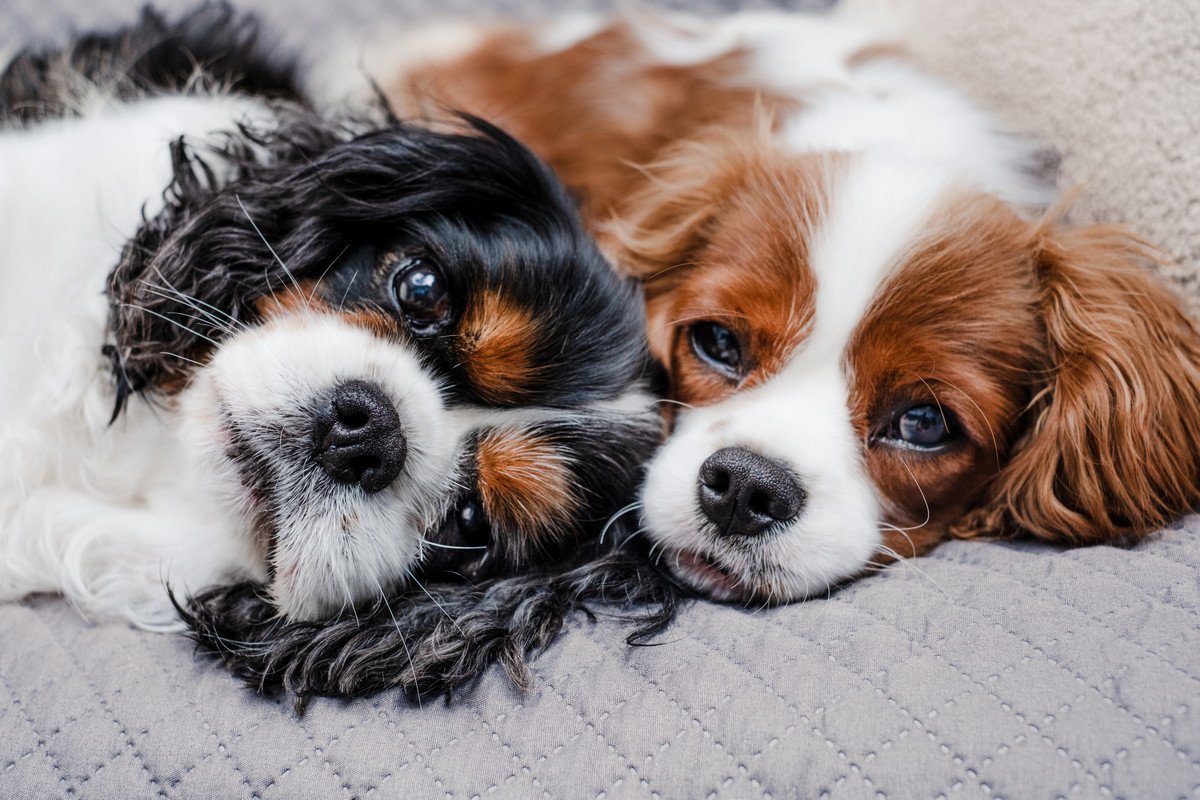 犬は『オス・メス』で性格が異なる？迎える前に必ず知っておくべき特徴の違いまで解説