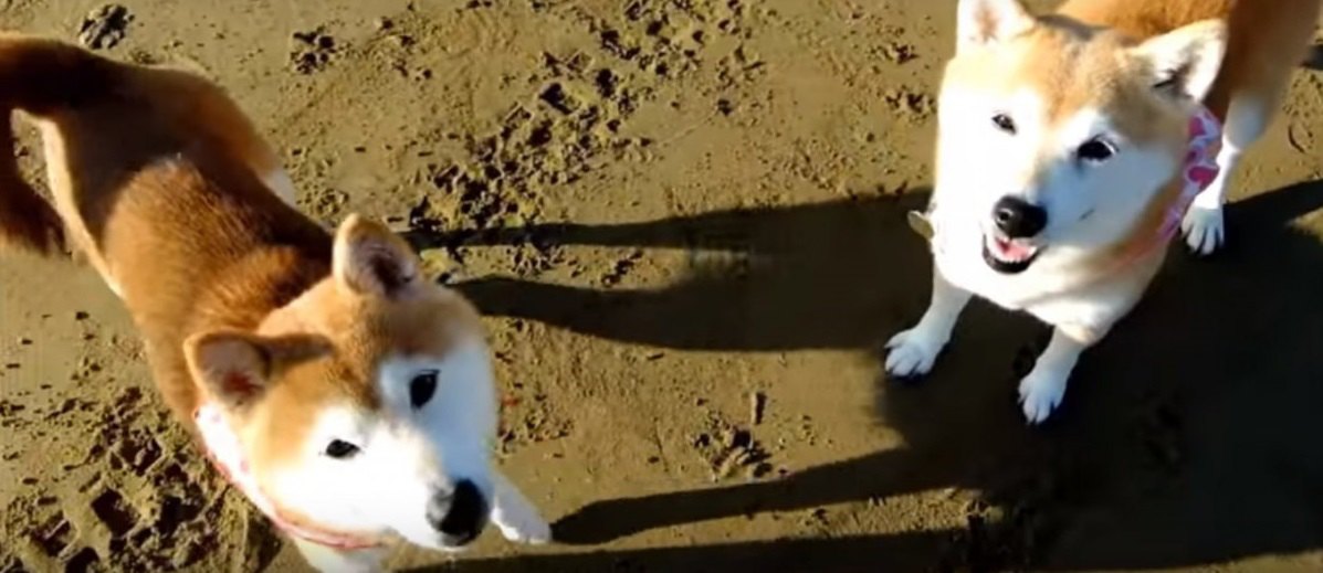 海で駆け回る柴犬親子に心が洗われる♡