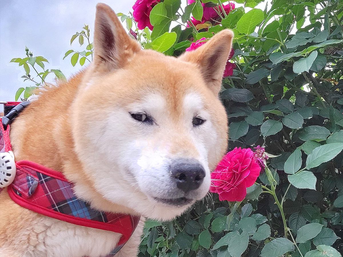 『犬と花』の写真を撮影したかっただけなのに…虚無すぎる対応に1万6000いいね「じ、じわる…」「すごい顔するなあ笑」爆笑の声