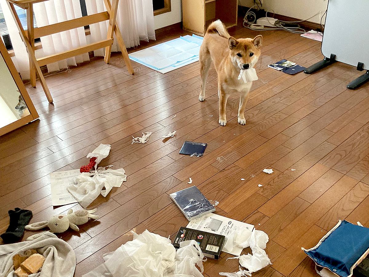 犬の待つ家に帰宅したら…まさかすぎる光景が108万表示「お気持ちお察知します」「自分用は荒らしてないの可愛い」共感といたわりの声も