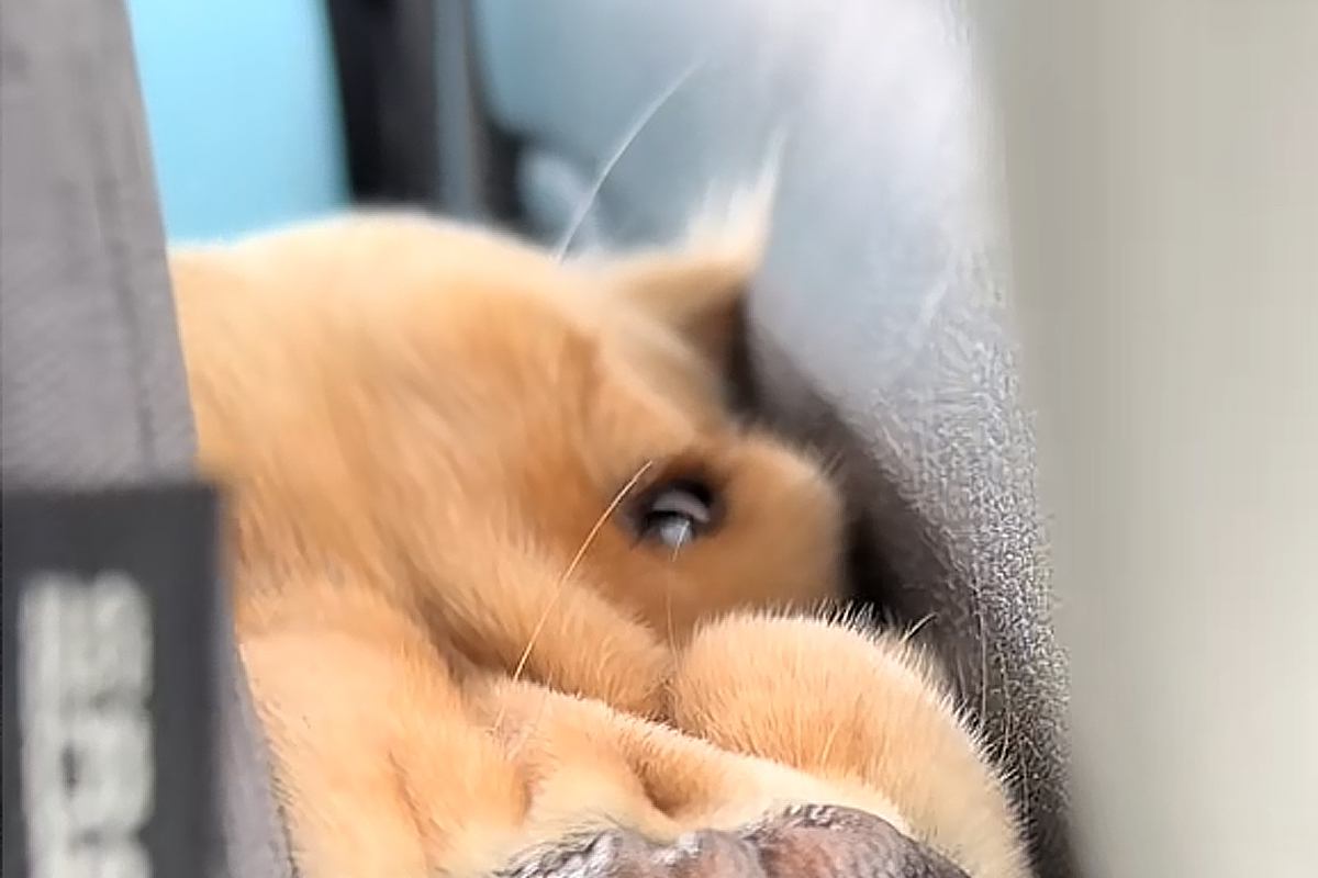 車の後部座席から『フガフガと音が聞こえるな』と思い、ふと振り向いた結果→大型犬が…『まさかの表情』に爆笑「歯並びｗｗ」「たまらん可愛い」