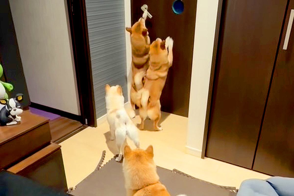 久しぶりに長女が家に帰ってきた結果→4匹の犬が状況を察して、ドアの前で…家族愛に溢れた『再会の瞬間』に反響「おみみ可愛い」「天国では」