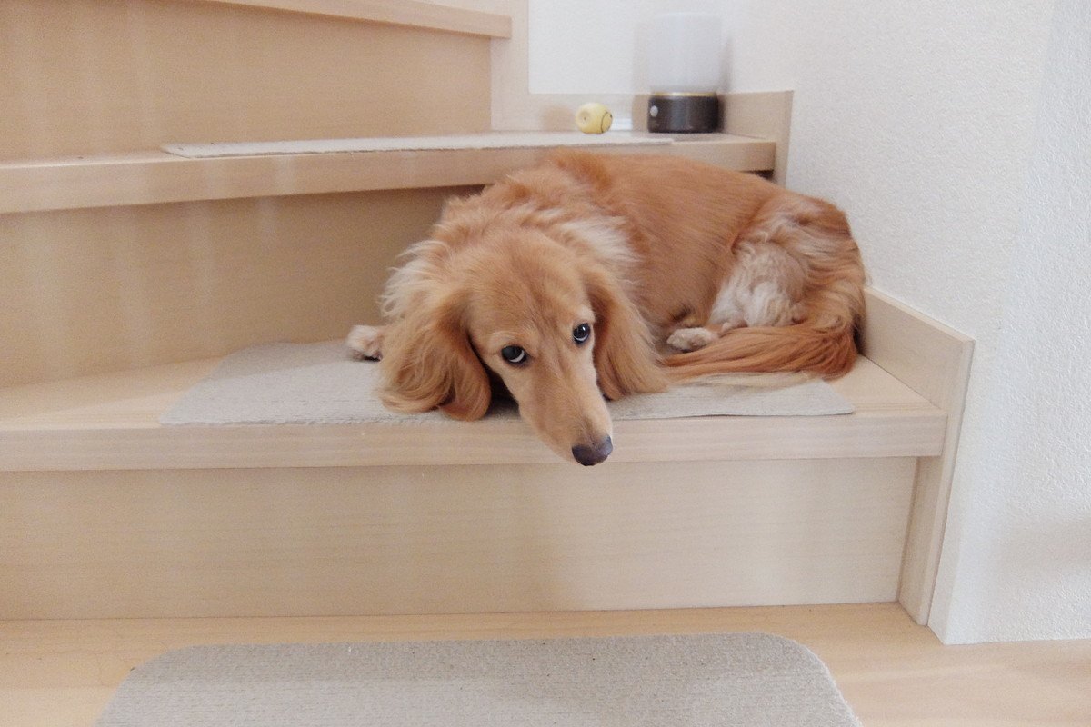 犬が『拗ねてしまう』飼い主のタブー行為4つ　愛犬がふてくされているときにみせる行動とは？
