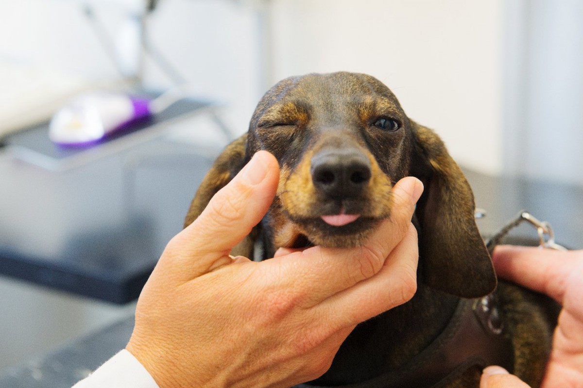 犬の目が赤いのはなぜ？受診すべき症状や正しい対処法、予防策
