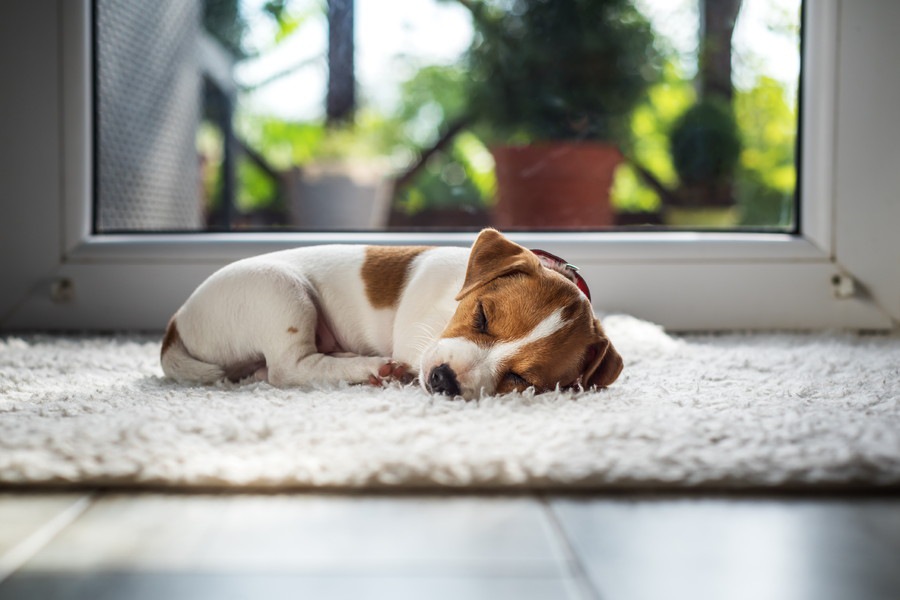 犬にやってはいけない4つのNG行動！愛犬の気持ちを考えて！