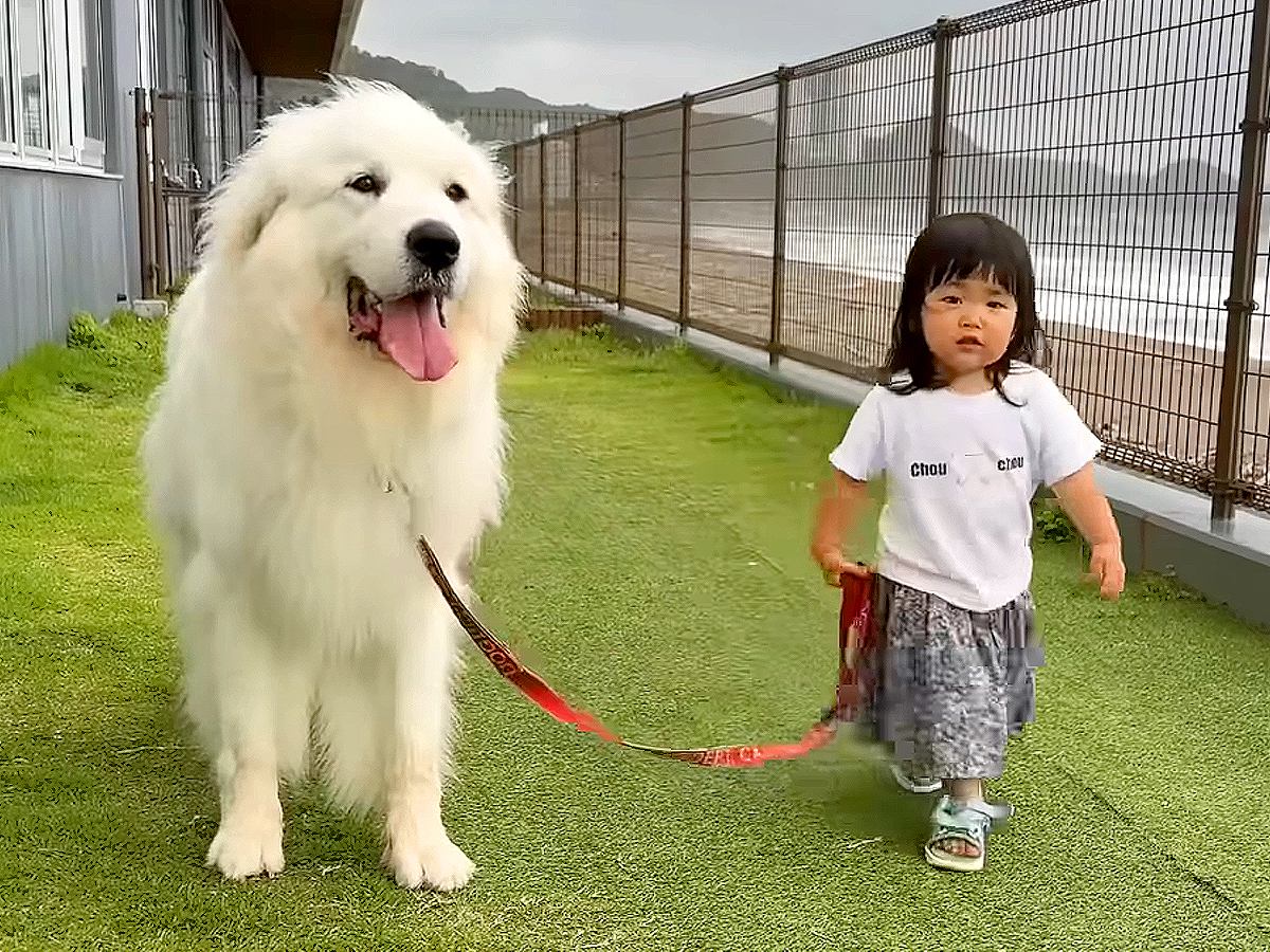 2歳の女の子が『動かない超大型犬のリードを持った』結果…想定外の展開が凄すぎると36万再生「ペース合わせてあげてて感動…」「優しすぎ」