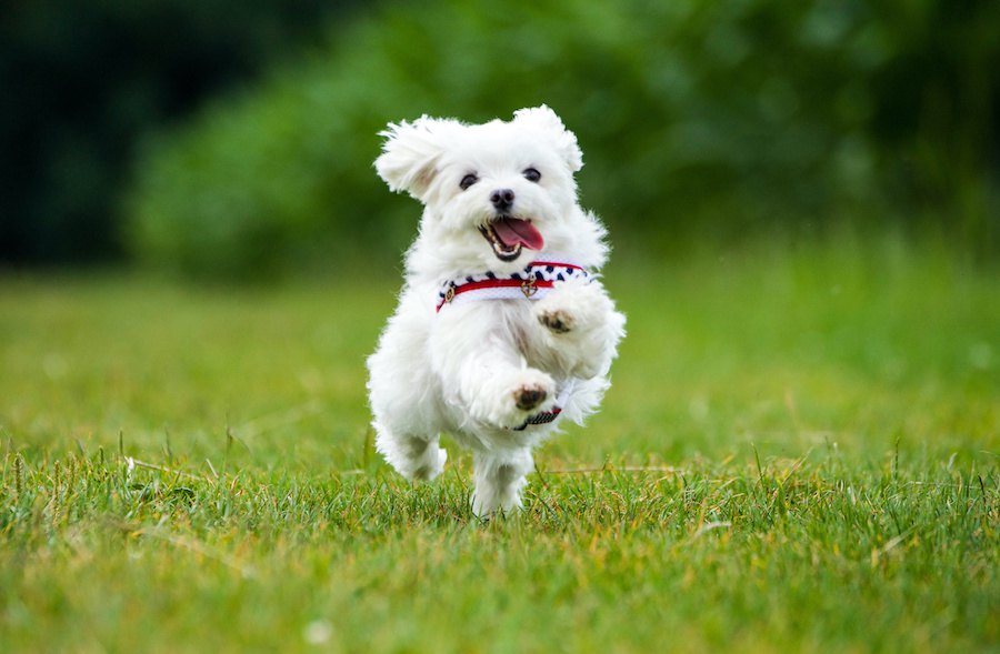 犬が『突進』する時の心理４つ