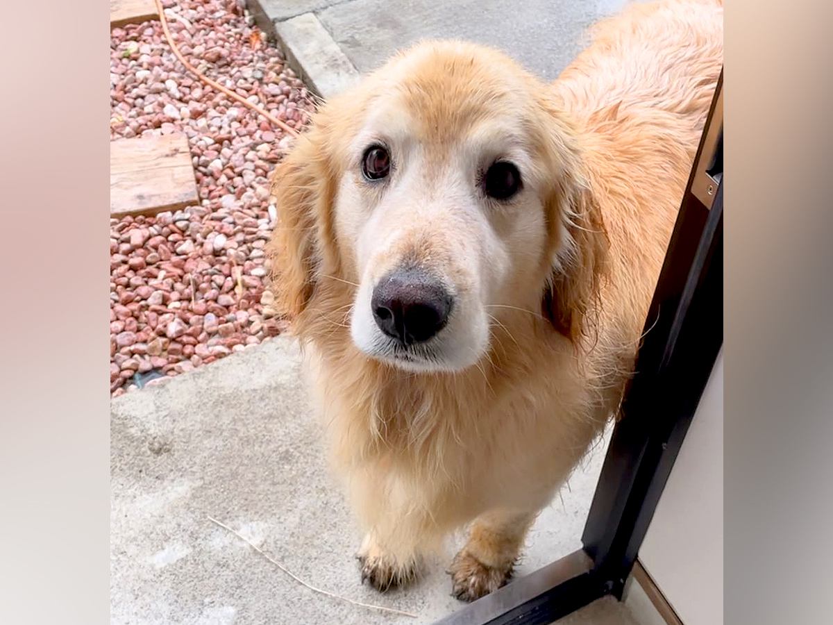泥んこになって帰宅した大型犬→『待って！』と声をかけた結果…絶対に叱れない『可愛すぎる反応』が36万再生「やりきった顔が良いｗ」と反響