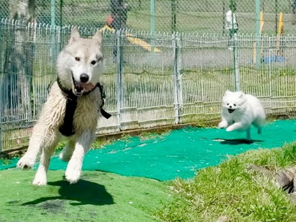 ハスキー犬が小型犬に追いかけ回された結果…ドッグランでのおもしろ過ぎる光景が92万再生「声出して笑った」「躍動感がすごいｗ」