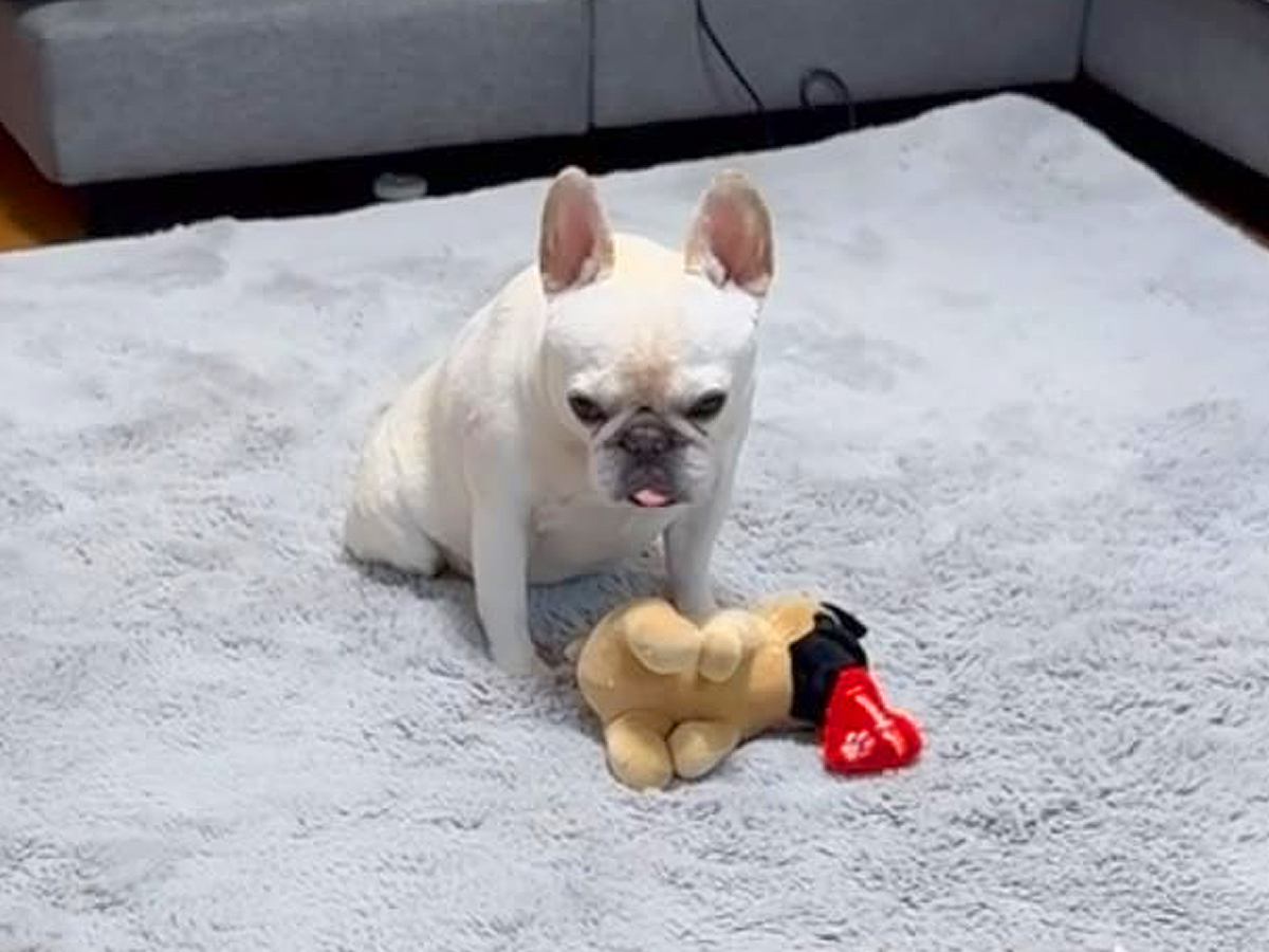 人形を勢いよく振り回した犬→『動かなくなってしまった』と勘違いして…まさかの『1時間後の光景』が176万再生「優しい子」「反省してる」