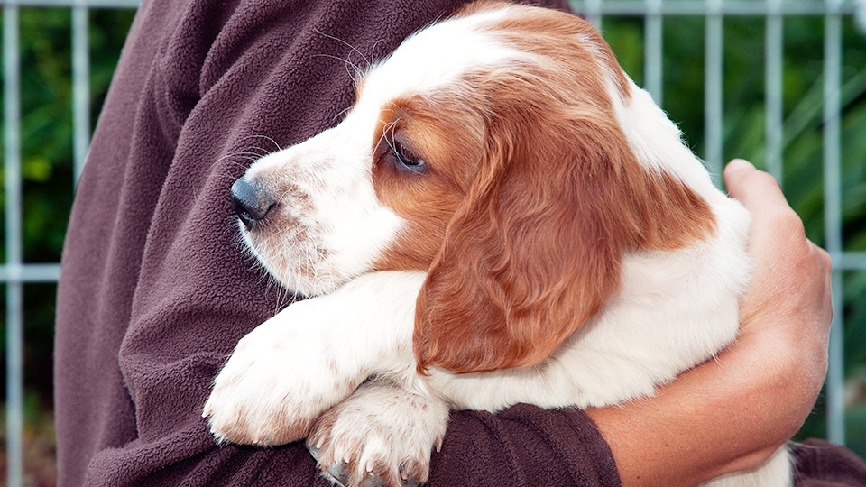 犬の里親の条件ってこれでいいの？「厳しすぎる」「現実的ではない」との声も