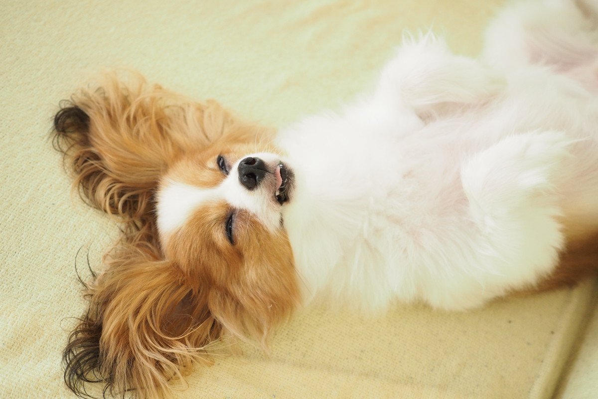 小型犬の『あるある』5選　小さいワンコの飼い主が思わず共感するエピソードとは？