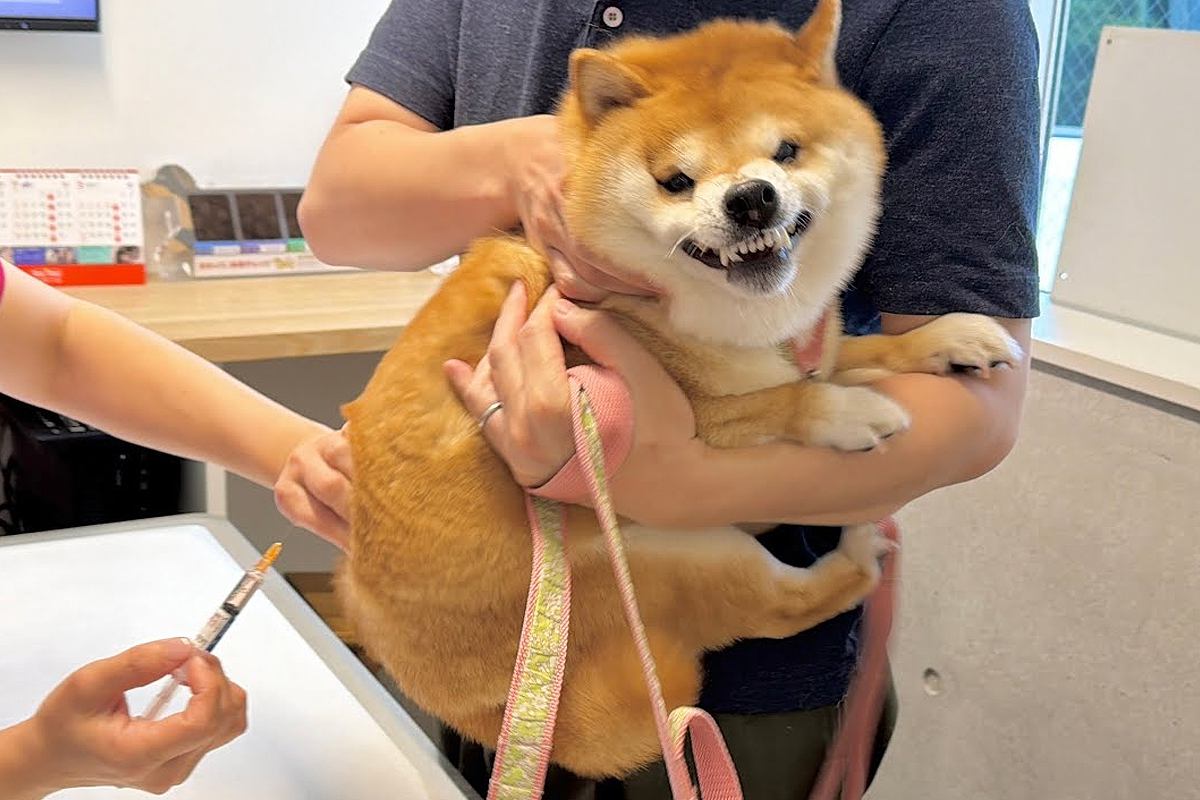 病院で注射を打たれ、大絶叫する犬→見ていた2歳の女の子が心配して…目頭が熱くなる『まさかの展開』が32万再生「優しい子」「絆がすごい」